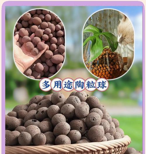 细陶粒养仙人球，效果如何？