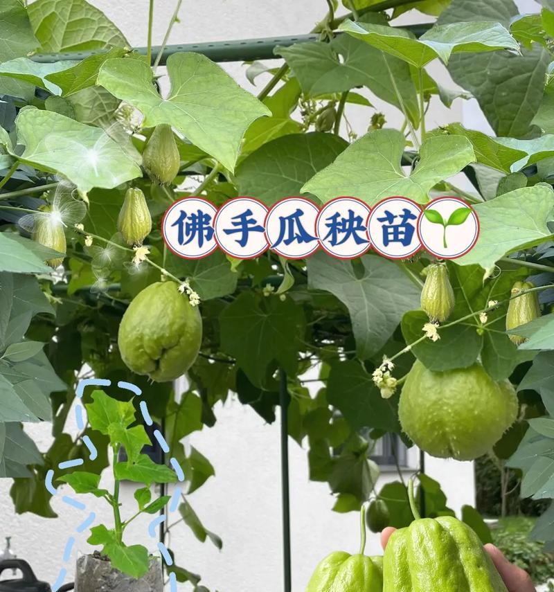 佛手仙人掌种植方法是什么？如何保证成活率？