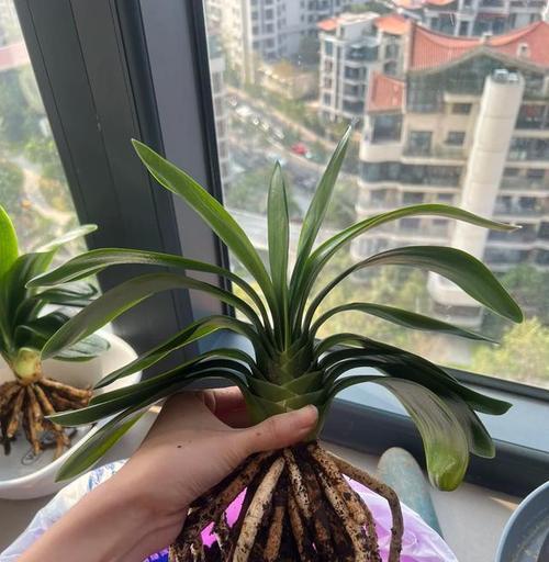 君子兰2月不开花如何处理？怎样促进开花？