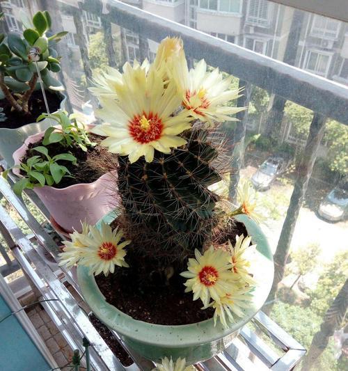 仙人球花瓶盆栽如何养护？怎样才能让仙人球花瓶盆栽长得更好？