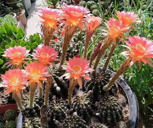 仙人球花瓶盆栽如何养护？怎样才能让仙人球花瓶盆栽长得更好？