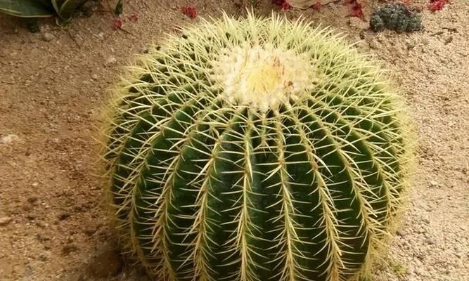 仙人球花瓶盆栽如何养护？怎样才能让仙人球花瓶盆栽长得更好？