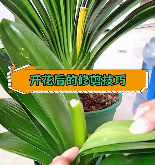 君子兰出现虫害时应如何处理？