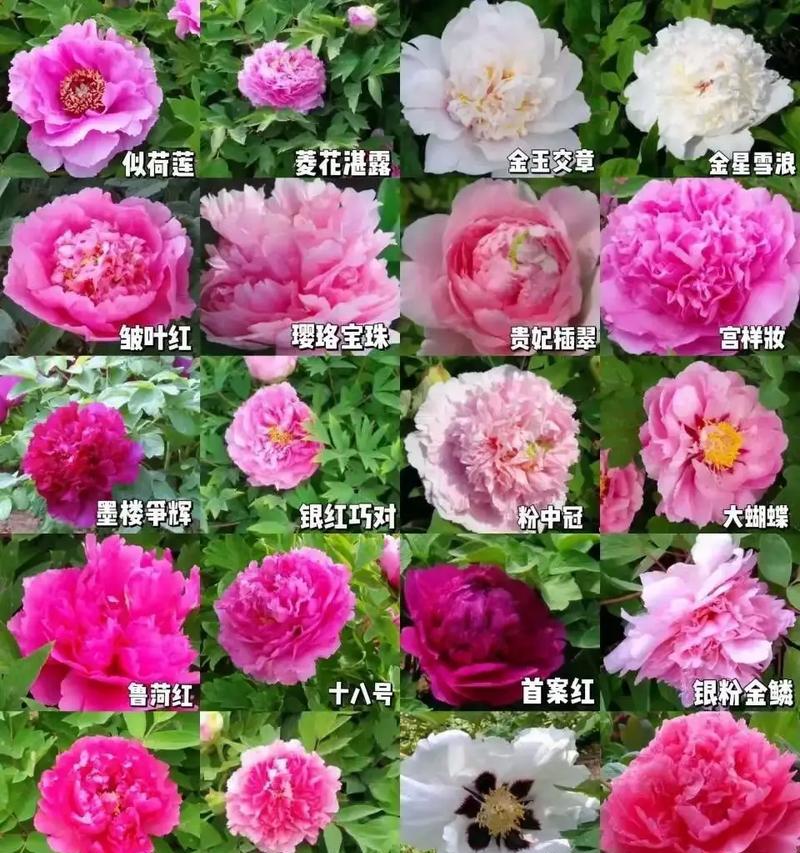 开春种植牡丹花的最佳方法是什么？