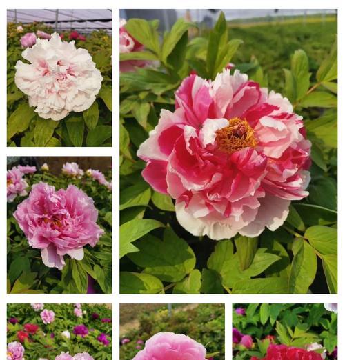 开春种植牡丹花的最佳方法是什么？