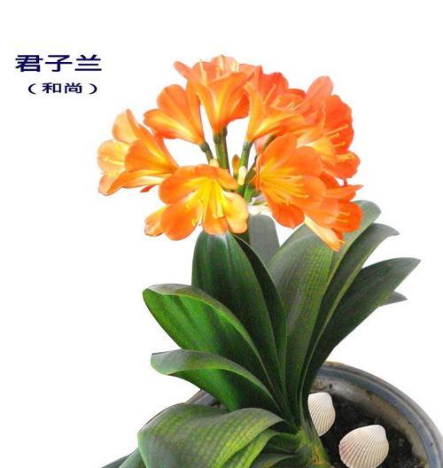 君子兰有哪些常见品种？