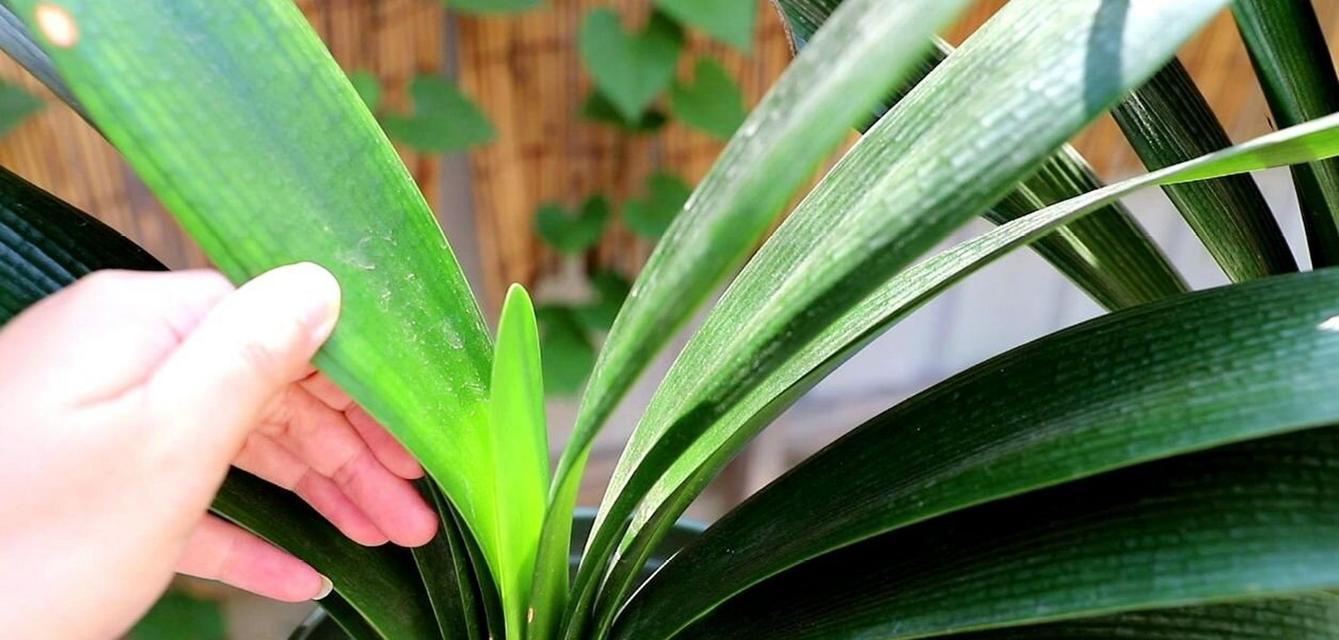 干松环境下君子兰如何养护才能开花？