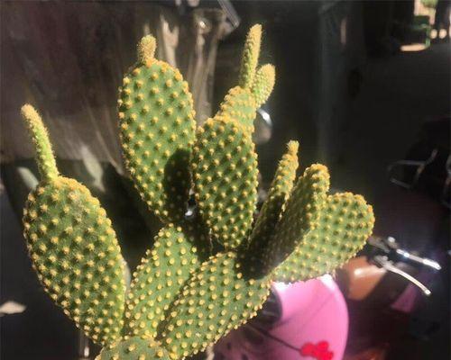 黄毛仙人掌盆景的养护管理技巧是什么？