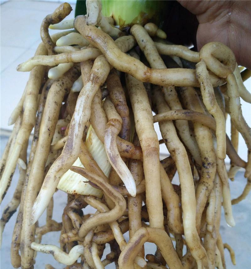 君子兰芽不往上长的解决方法是什么？