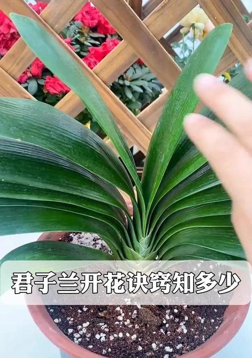 君子兰快速生长的秘诀是什么？