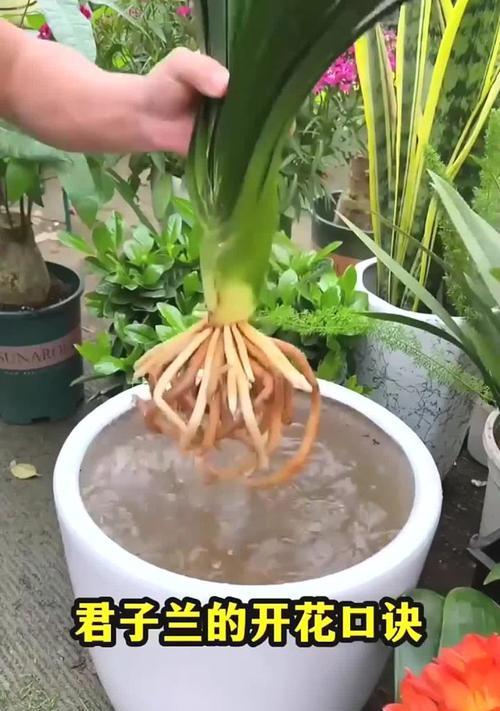 君子兰快速生长的秘诀是什么？