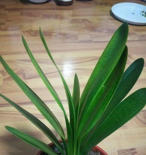 君子兰浇水时应使用哪种肥料？