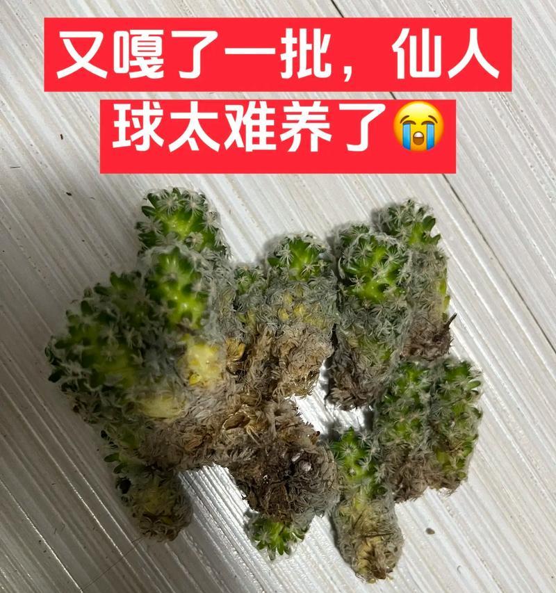 煤炭球养仙人球的技巧有哪些？