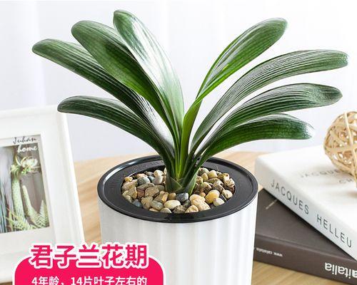 超大花盆栽君子兰的养护方法是什么？