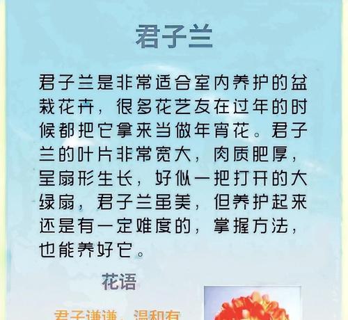 超大花盆栽君子兰的养护方法是什么？