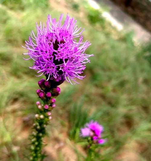 玫瑰花瓣如何敲击？敲花瓣的正确方法是什么？