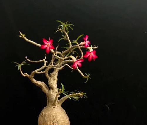 重瓣玫瑰花的养殖要点是什么？
