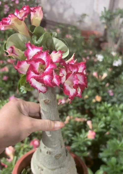 重瓣玫瑰花的养殖要点是什么？
