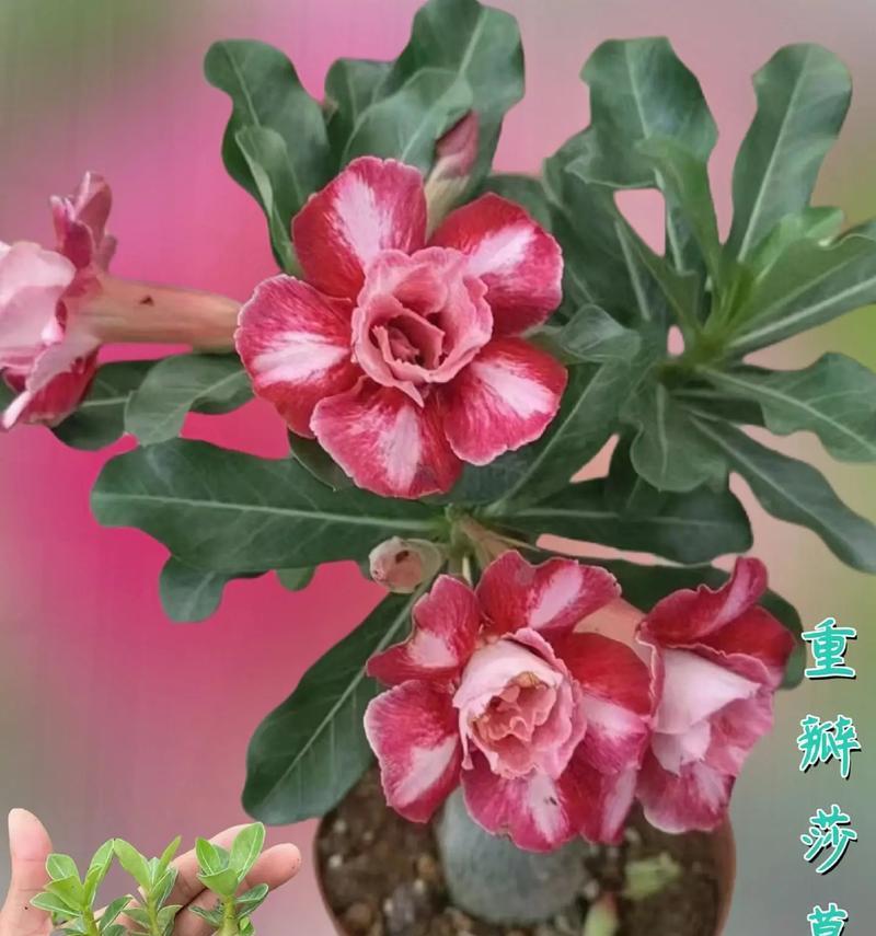 重瓣玫瑰花的养殖要点是什么？