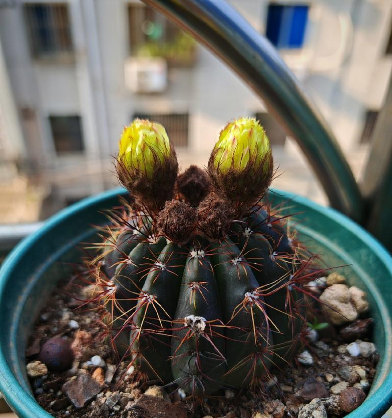 仙人球再次开花是什么原因？是否正常？