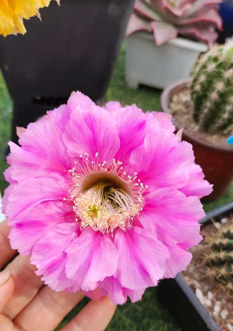 仙人球再次开花是什么原因？是否正常？