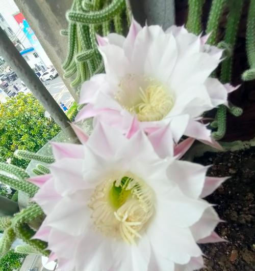 仙人球再次开花是什么原因？是否正常？