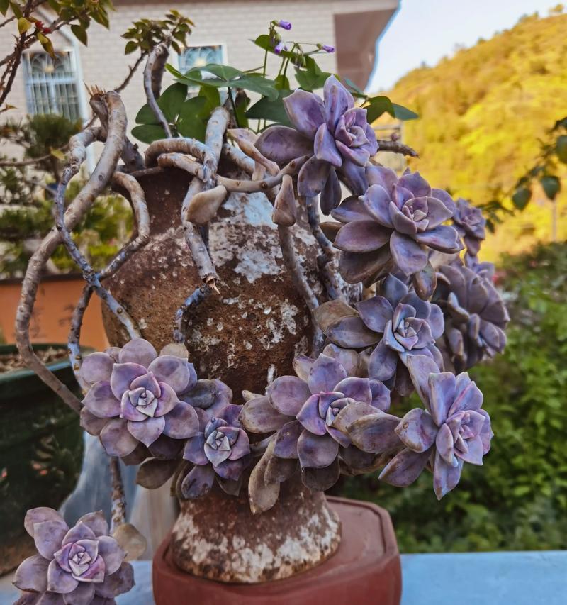 哪种仙人球品种发芽速度最快？
