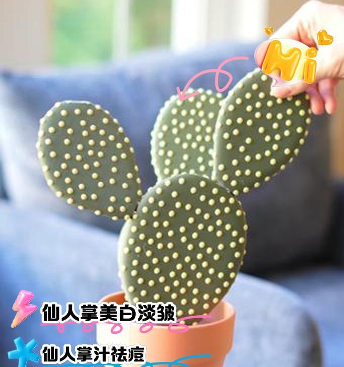 仙人掌的基本养护方法是什么？需要注意哪些问题？