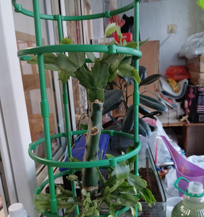 仙人掌的基本养护方法是什么？需要注意哪些问题？