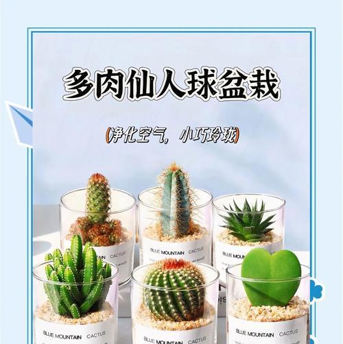 名品白檀仙人球的养护难度如何？正确的养护步骤是什么？