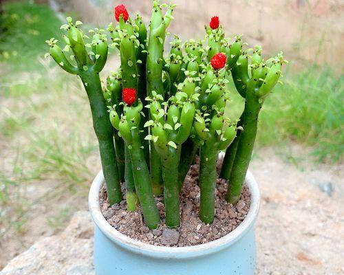 如何防止仙人掌植物乱爬？