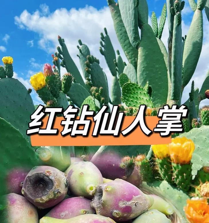 如何用英语表达给仙人掌浇水？