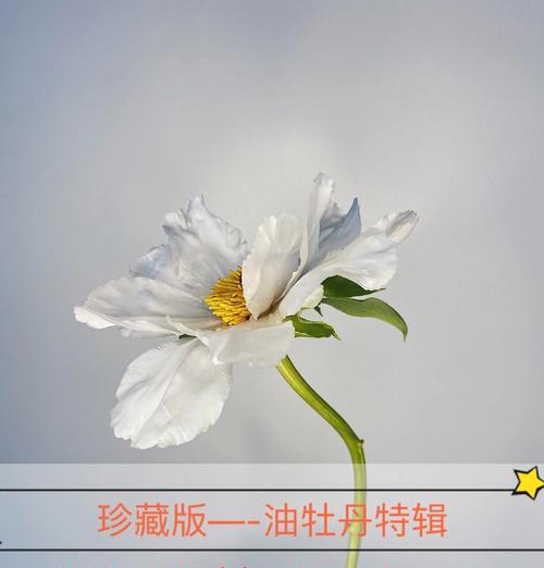 牡丹花富贵品种的养护要点是什么？