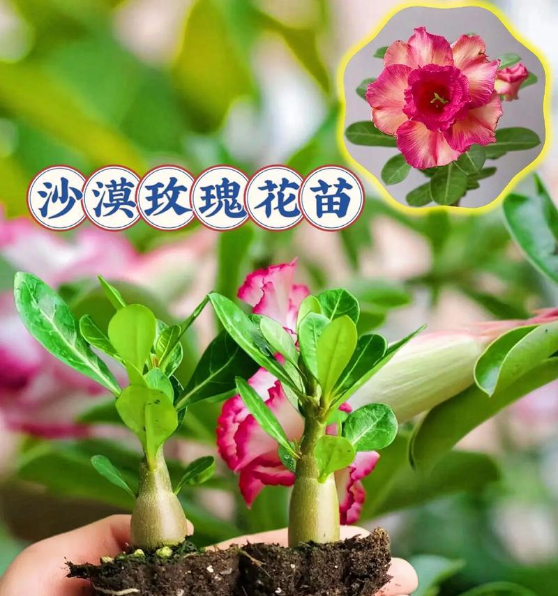 盆栽玫瑰花冬天怎么养？