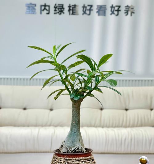 盆栽玫瑰花冬天怎么养？
