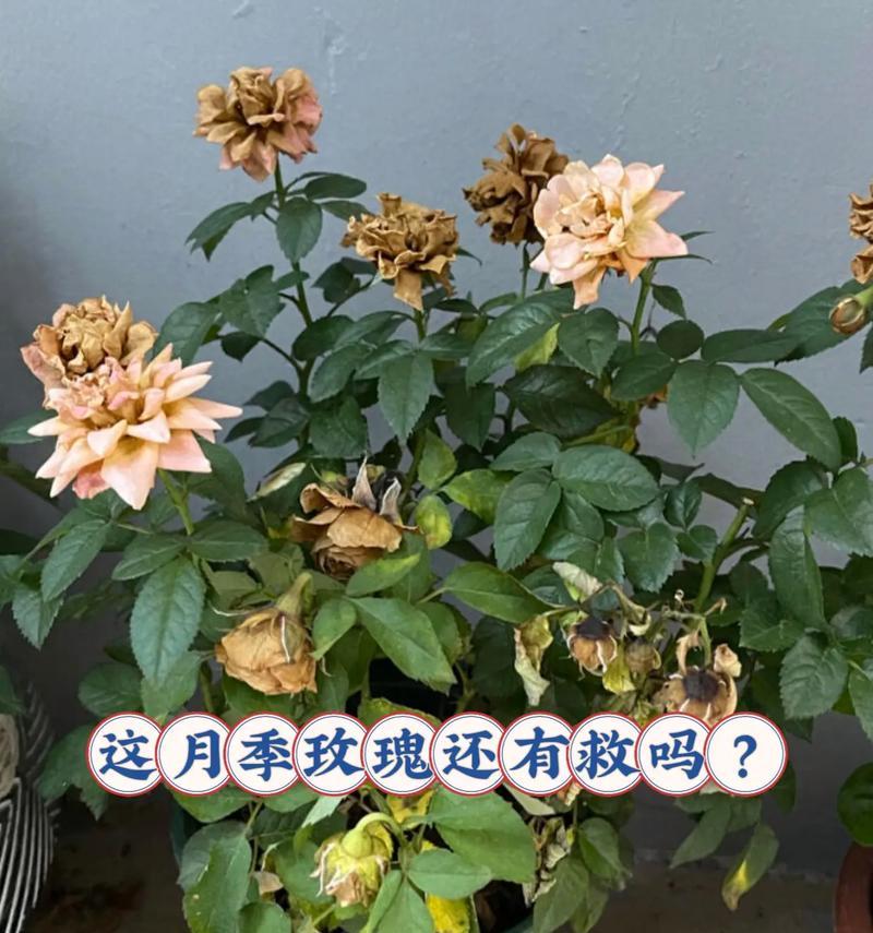 夏日玫瑰花的修剪方法以保持美观？