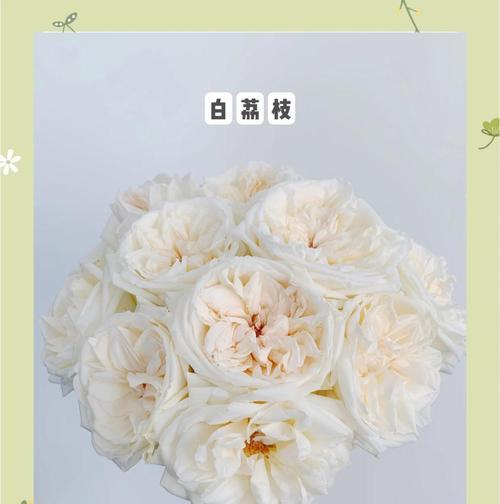 夏日玫瑰花的修剪方法以保持美观？