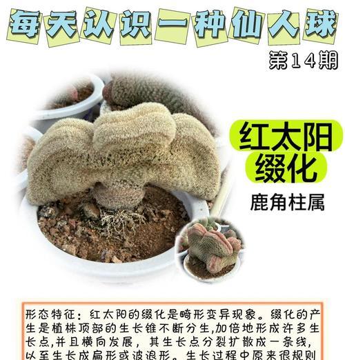 小仙人球的健康养殖方法是什么？