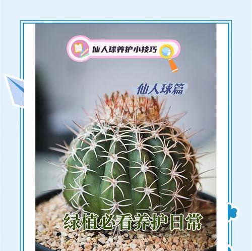 小仙人球的健康养殖方法是什么？