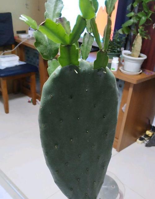 仙人掌能嫁接西红柿吗？如果可以，应该怎么养？