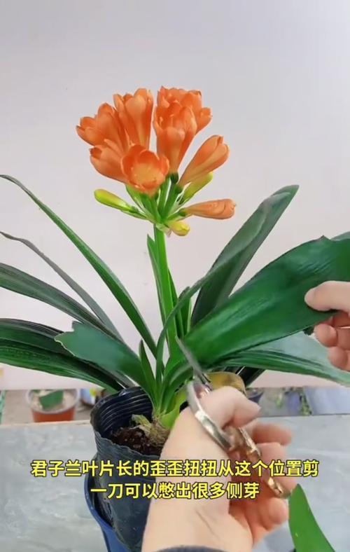 君子兰种植时应使用哪种树叶子？