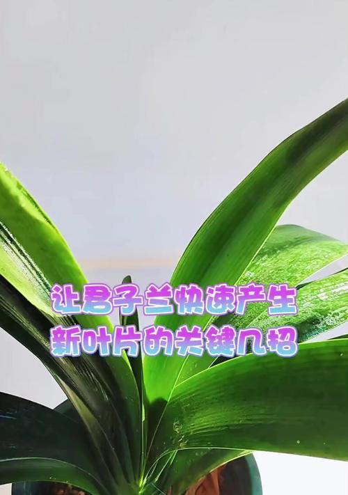 君子兰种植时应使用哪种树叶子？