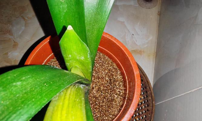 君子兰种植时应使用哪种树叶子？