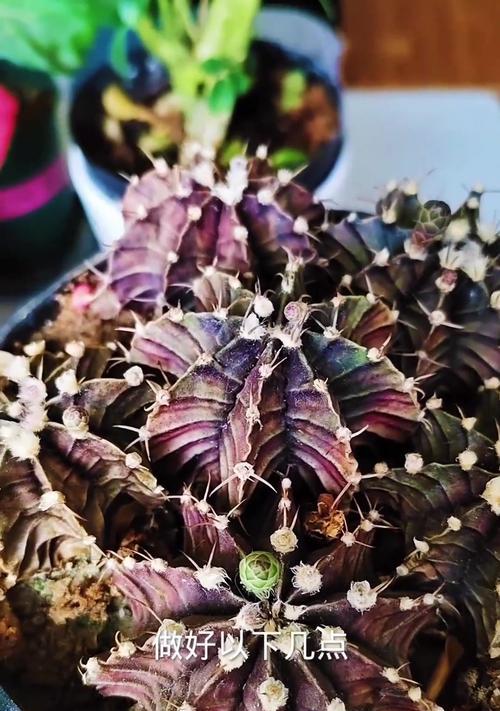 老桩仙人球开花后如何护理？