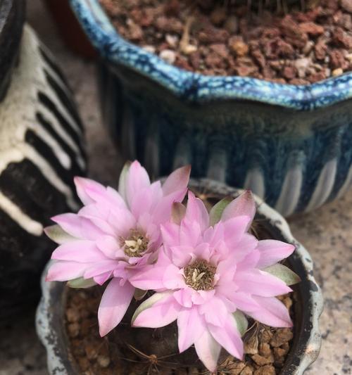 老桩仙人球开花后如何护理？