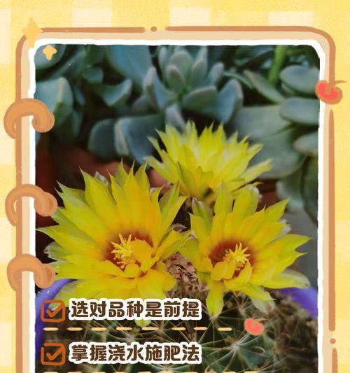 仙人球开花需要什么肥料？施肥技巧是什么？