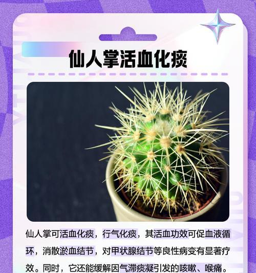 家庭中如何正确种植仙人掌？有哪些技巧？