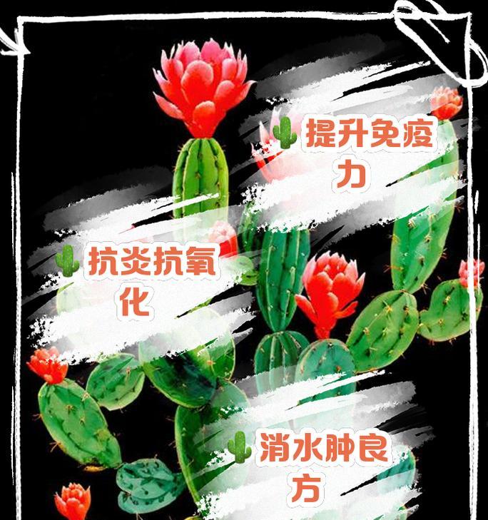 家庭中如何正确种植仙人掌？有哪些技巧？