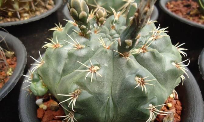 仙人球花是否通便？如何养护才能开花？