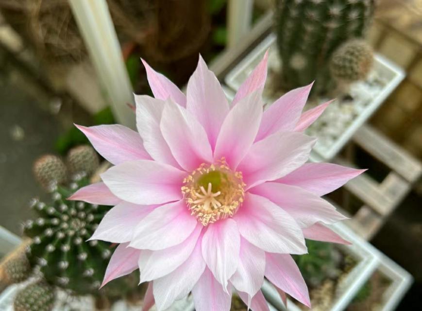 仙人球花是否通便？如何养护才能开花？